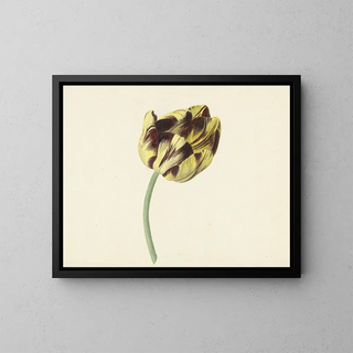 Cornelis van Noorde - Tulp genaamd Bizard Pontifex Romanus.webp