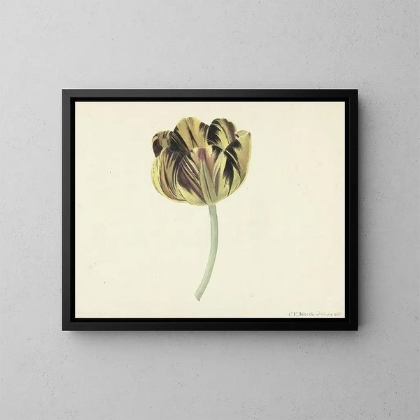 Tulipán llamado Bizard Rosette - Cornelis van Noorde — cuadro enmarcado en la pared