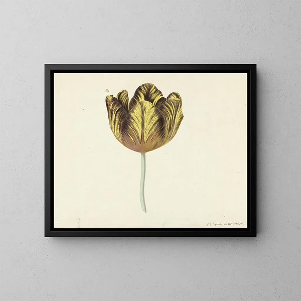 Tulip llamada Bizard Sub A - Cornelis van Noorde — cuadro enmarcado en la pared