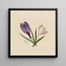 Crocus - Mary Vaux Walcott — cuadro enmarcado en la pared