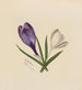 Crocus - Mary Vaux Walcott — vista de la obra