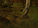 Birch Trunk - Curt Agthe — artwork view