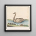Swan Cygnus - Anselmus Botius de Boodt — framed artwork on a wall
