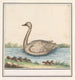 Swan Cygnus - Anselmus Botius de Boodt — artwork view