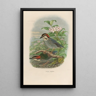 Daniel Giraud Elliot - A monograph of the Pittid or family of antthrushes Pl04.webp