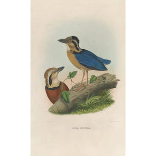 Daniel Giraud Elliot - A monograph of the Pittid or family of antthrushes Pl05.webp