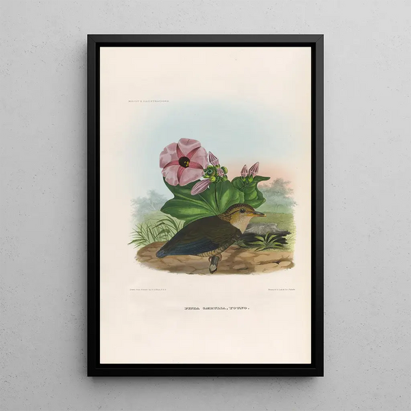 Reproduction of the painting A monograph of the Pittidae or family of anteaters Pl06 - Daniel Giraud Elliot