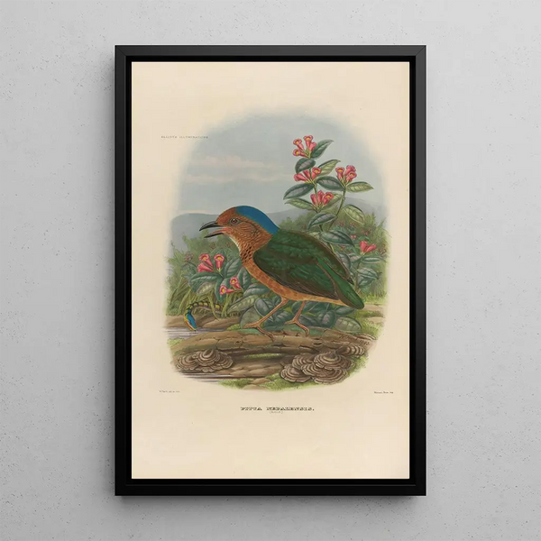 Reproduction of the painting A monograph of the Pittidae or family of anteaters Pl08 - Daniel Giraud Elliot