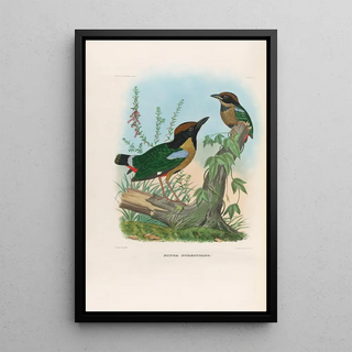 Daniel Giraud Elliot - A monograph of the Pittid or family of antthrushes Pl11.webp