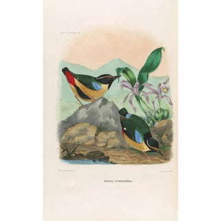 Daniel Giraud Elliot - A monograph of the Pittid or family of antthrushes Pl13.webp