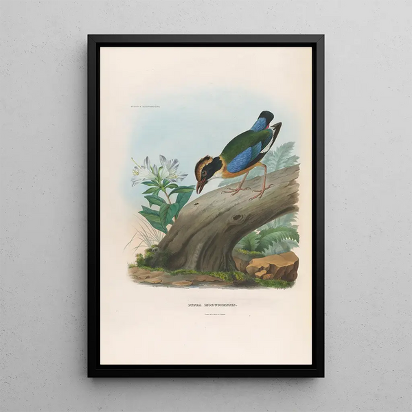 Reproduction of the painting A monograph of the Pittidae or family of ant-eaters Pl15 - Daniel Giraud Elliot