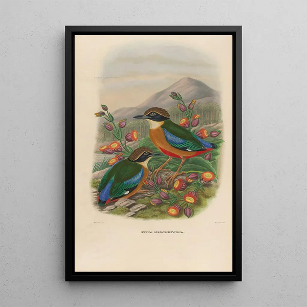 A monograph of the Pittiidae or family of anteaters Pl16 - Daniel Giraud Elliot — framed artwork on a wall