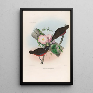 Daniel Giraud Elliot - A monograph of the Pittid or family of antthrushes Pl21.webp