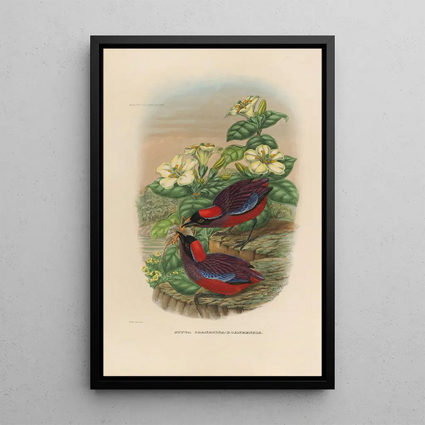 A monograph of the Pittidae or family of anteaters Pl24 - Daniel Giraud Elliot — framed artwork on a wall