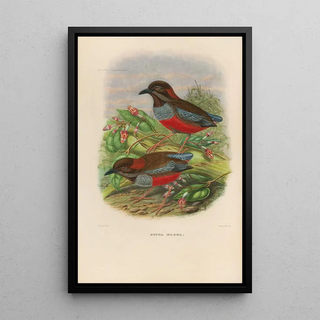 Daniel Giraud Elliot - A monograph of the Pittid or family of antthrushes Pl26.webp