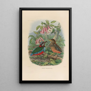 Daniel Giraud Elliot - A monograph of the Pittid or family of antthrushes Pl33.webp