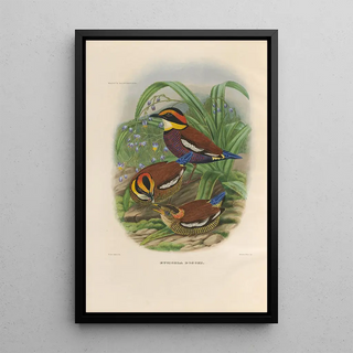 Daniel Giraud Elliot - A monograph of the Pittid or family of antthrushes Pl48.webp