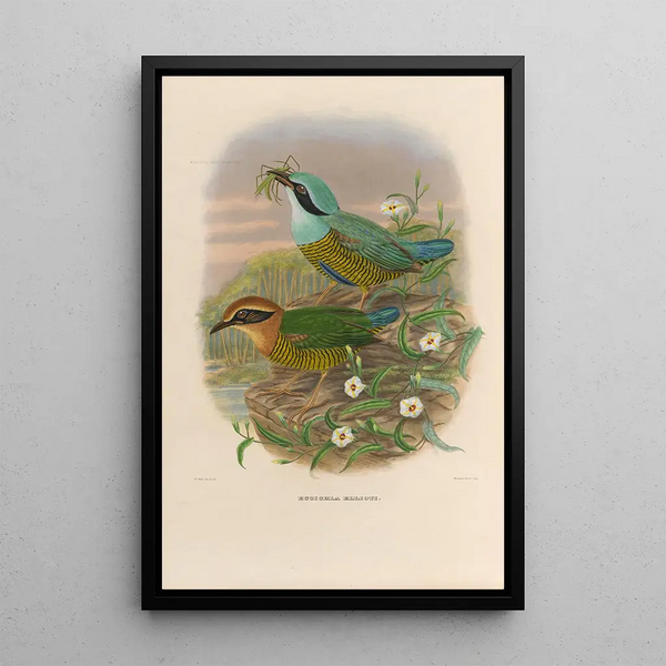 Una monografía de los Pittidés o familia de los hormigueros Pl50 - Daniel Giraud Elliot — cuadro enmarcado en la pared
