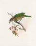 Ailuroedus melanotus - Daniel Giraud Elliot — vista de la obra