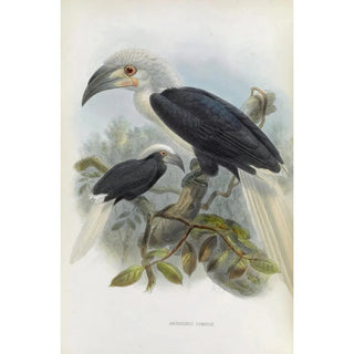 Daniel Giraud Elliot - Anorrhinus comatus.webp