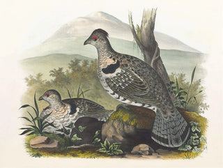 Daniel Giraud Elliot - Artic Ruffed Grouse.webp