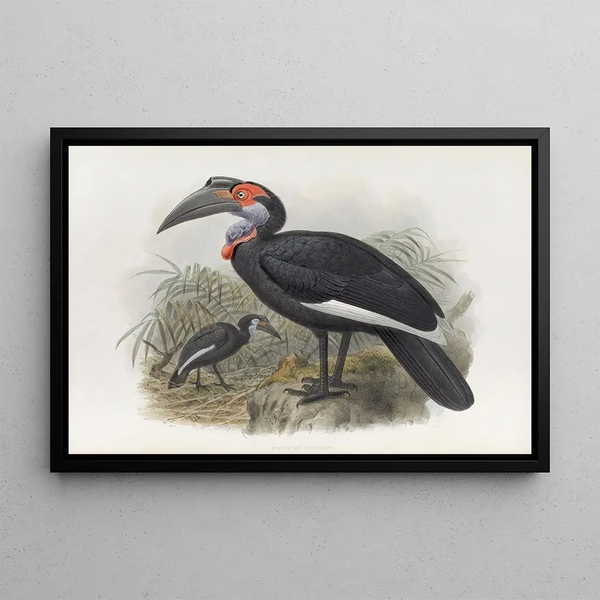 Bucorvus pyrrhops - Daniel Giraud Elliot — framed artwork on a wall