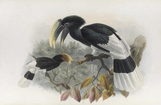 Daniel Giraud Elliot - Bycanistes albotibialis.webp