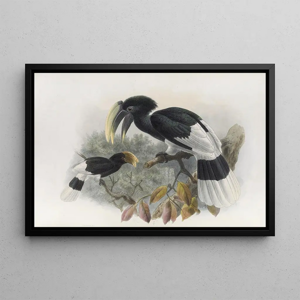 Bycanistes albotibialis - Daniel Giraud Elliot — framed artwork on a wall