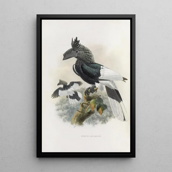 Bycanistes subcylindricus - Daniel Giraud Elliot — cuadro enmarcado en la pared