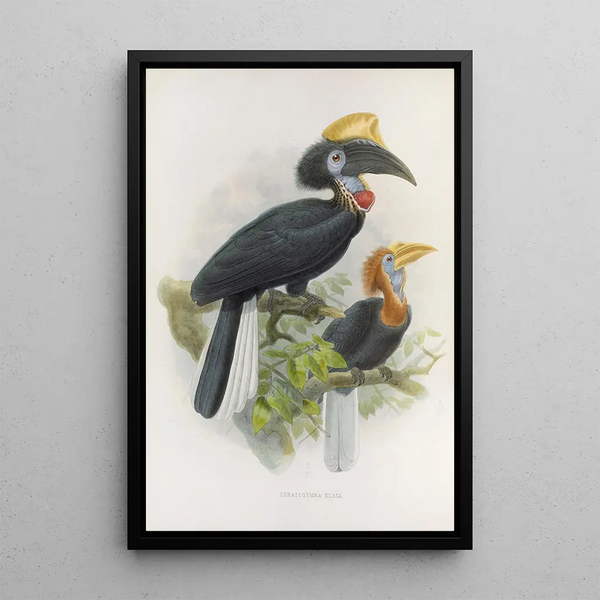 Ceratogymna elata - Daniel Giraud Elliot — cuadro enmarcado en la pared