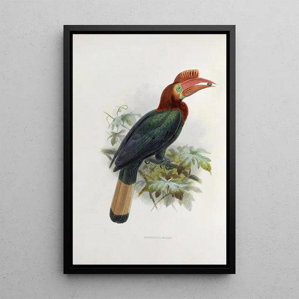 Cranorrhinus waldeni - Daniel Giraud Elliot — cuadro enmarcado en la pared