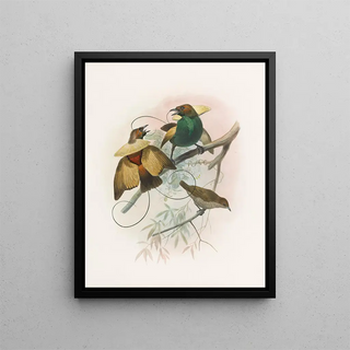 Daniel Giraud Elliot - Diphyllodes speciosa.webp