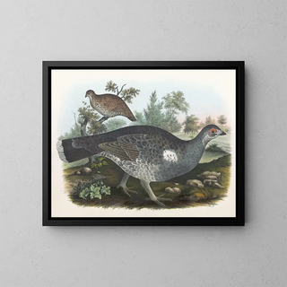 Daniel Giraud Elliot - Dusky Grouse.webp