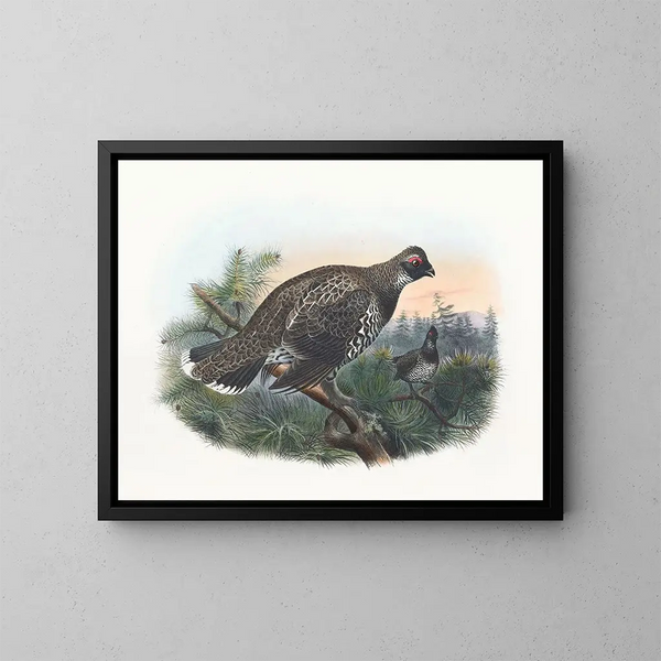 Hartlaub's Goshawk - Daniel Giraud Elliot — framed artwork on a wall