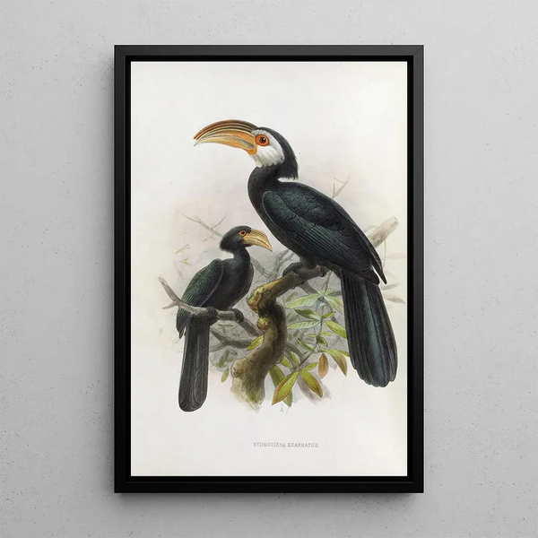 Hydrocissa exarhatus - Daniel Giraud Elliot — cuadro enmarcado en la pared