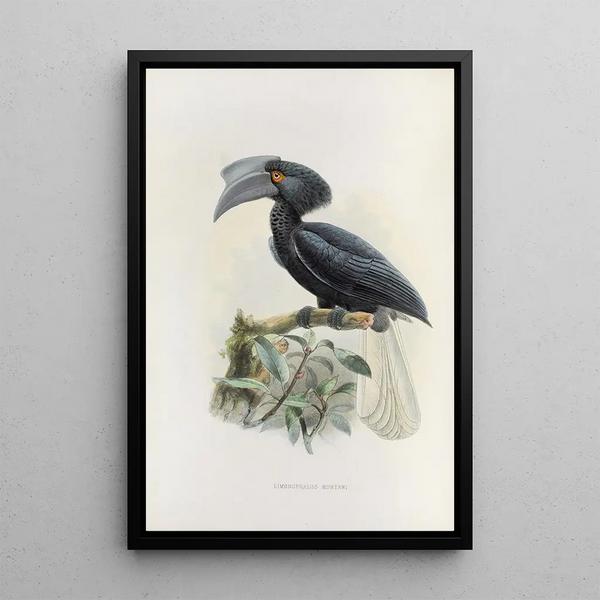Limonophalus montani - Daniel Giraud Elliot — cuadro enmarcado en la pared