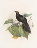 Paradigalla carunculata - Daniel Giraud Elliot — vista de la obra