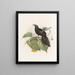 Paradigalla carunculata - Daniel Giraud Elliot — cuadro enmarcado en la pared