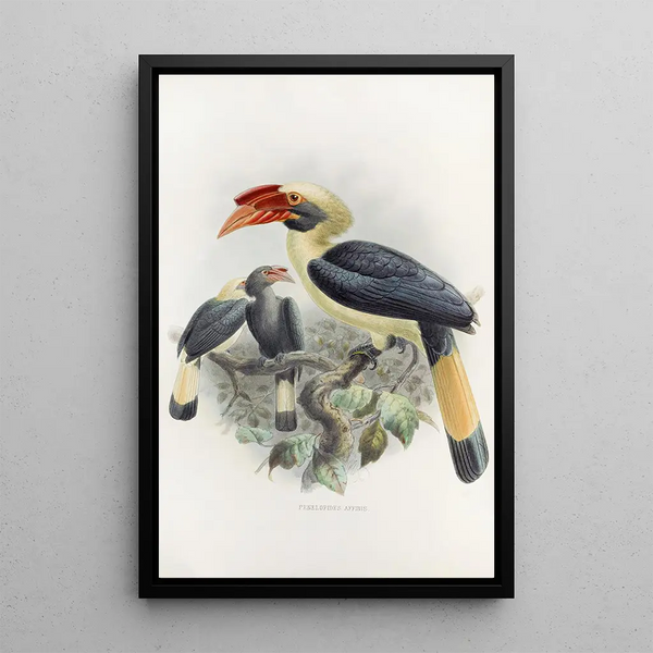 Penelopides affinis - Daniel Giraud Elliot — cuadro enmarcado en la pared