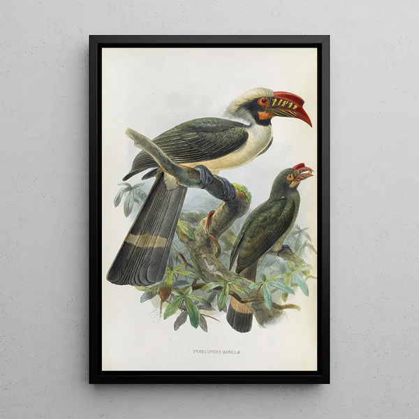 Penelopides manillae - Daniel Giraud Elliot — cuadro enmarcado en la pared