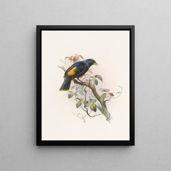 Daniel Giraud Elliot - Ptilonorhynchus Rawnsleyi.webp