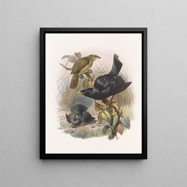 Daniel Giraud Elliot - Ptilorhynchus violaceus.webp