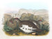 Lagopède des saules - Daniel Giraud Elliot — vista de la obra