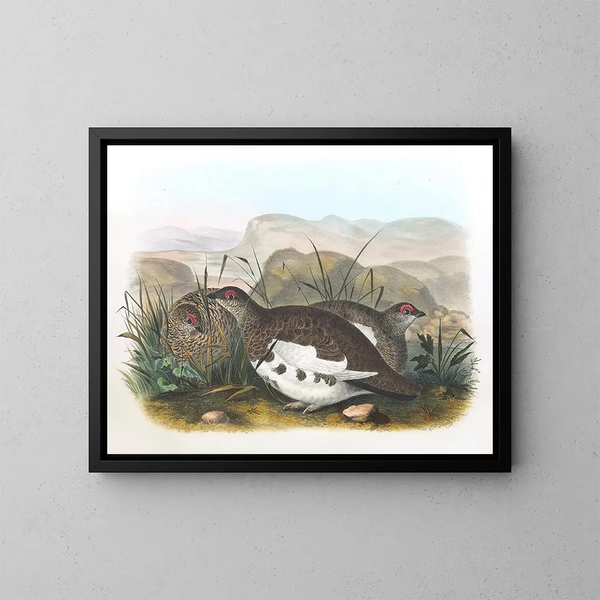 Lagopède des saules - Daniel Giraud Elliot — framed artwork on a wall