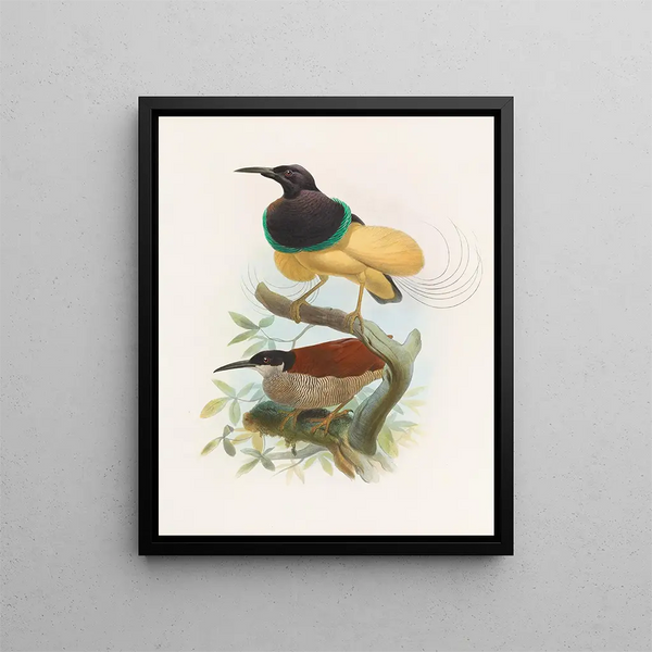 Seleucid Alba - Daniel Giraud Elliot — framed artwork on a wall