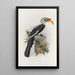 Tockus deckeni - Daniel Giraud Elliot — framed artwork on a wall