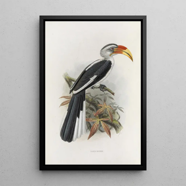 Tockus deckeni - Daniel Giraud Elliot — cuadro enmarcado en la pared