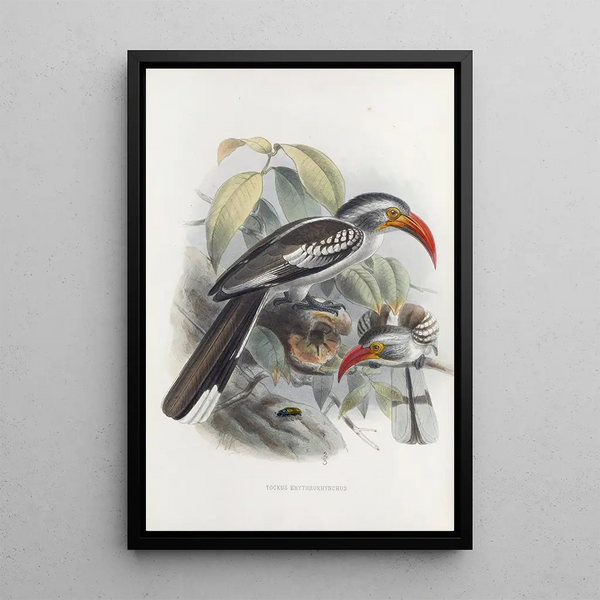 Tockus erythrorhynchus - Daniel Giraud Elliot — cuadro enmarcado en la pared