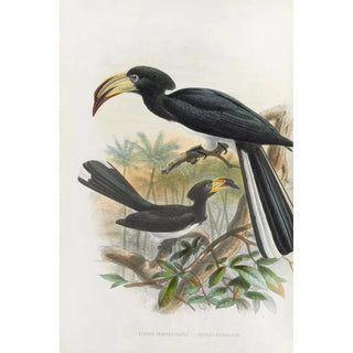 Daniel Giraud Elliot - Tockus fasciatusTockus semifasciatus.webp