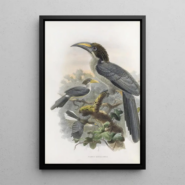 Tockus gingalensis - Daniel Giraud Elliot — cuadro enmarcado en la pared